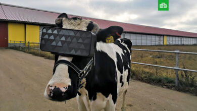cow io
