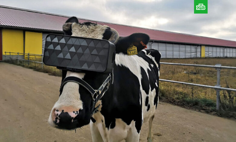 cow io