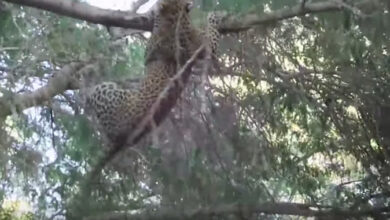 leopard