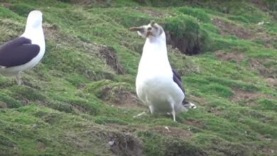 galeb