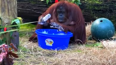 sandra orangutanica majmunica pranjeruku prtscr