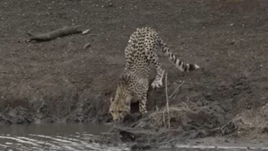 gepard krokodil afrika prtscr