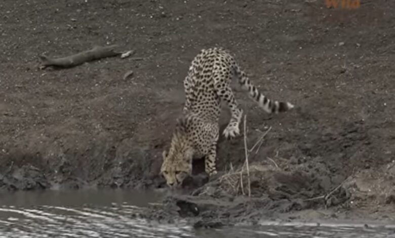 gepard krokodil afrika prtscr